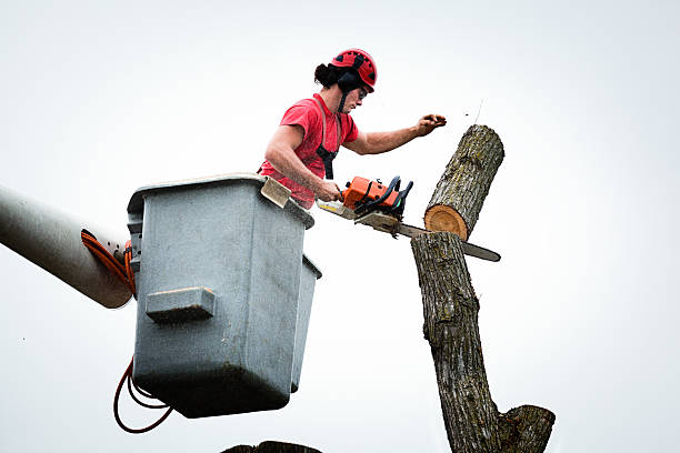 Professional Tree Care in Three Oaks, FL